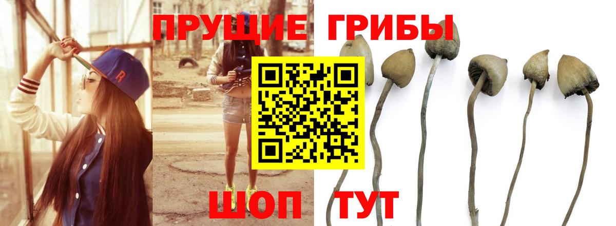 Галлюциногенные грибы мицелий Керчь